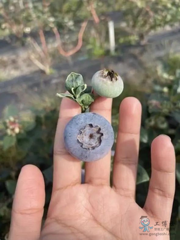 Beeflow���g�����L���{ݮ